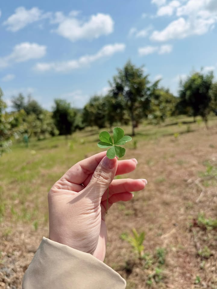 Nhà mặt tiền đường Nguyễn Tất Thành, An Bình, Buôn Hồ 100m² giá 3.8 tỷ - Sẵn sàng giao dịch ngay!