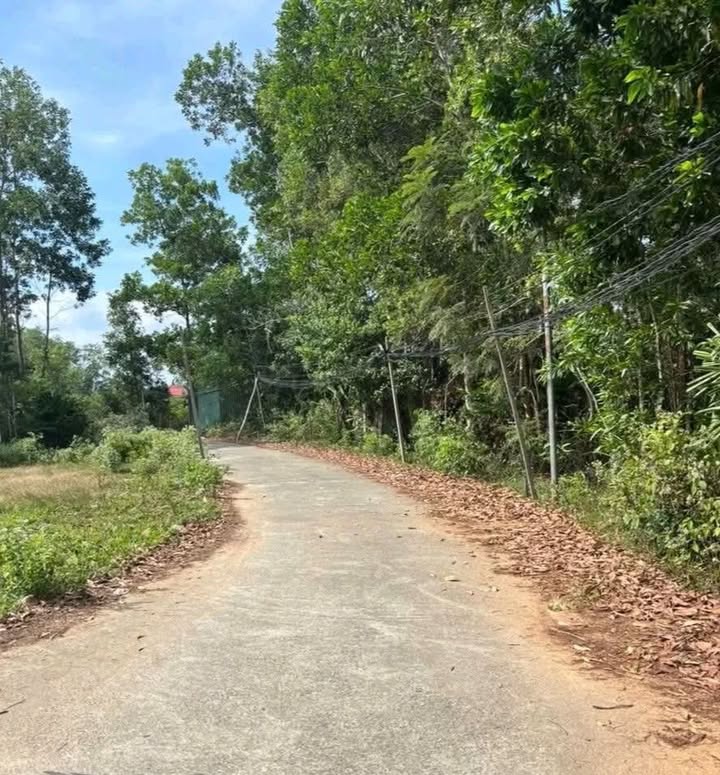 Đất nền 115m² Cây Thông Phú Quốc giá chỉ 600 triệu - Đầu tư sinh lời ngay!