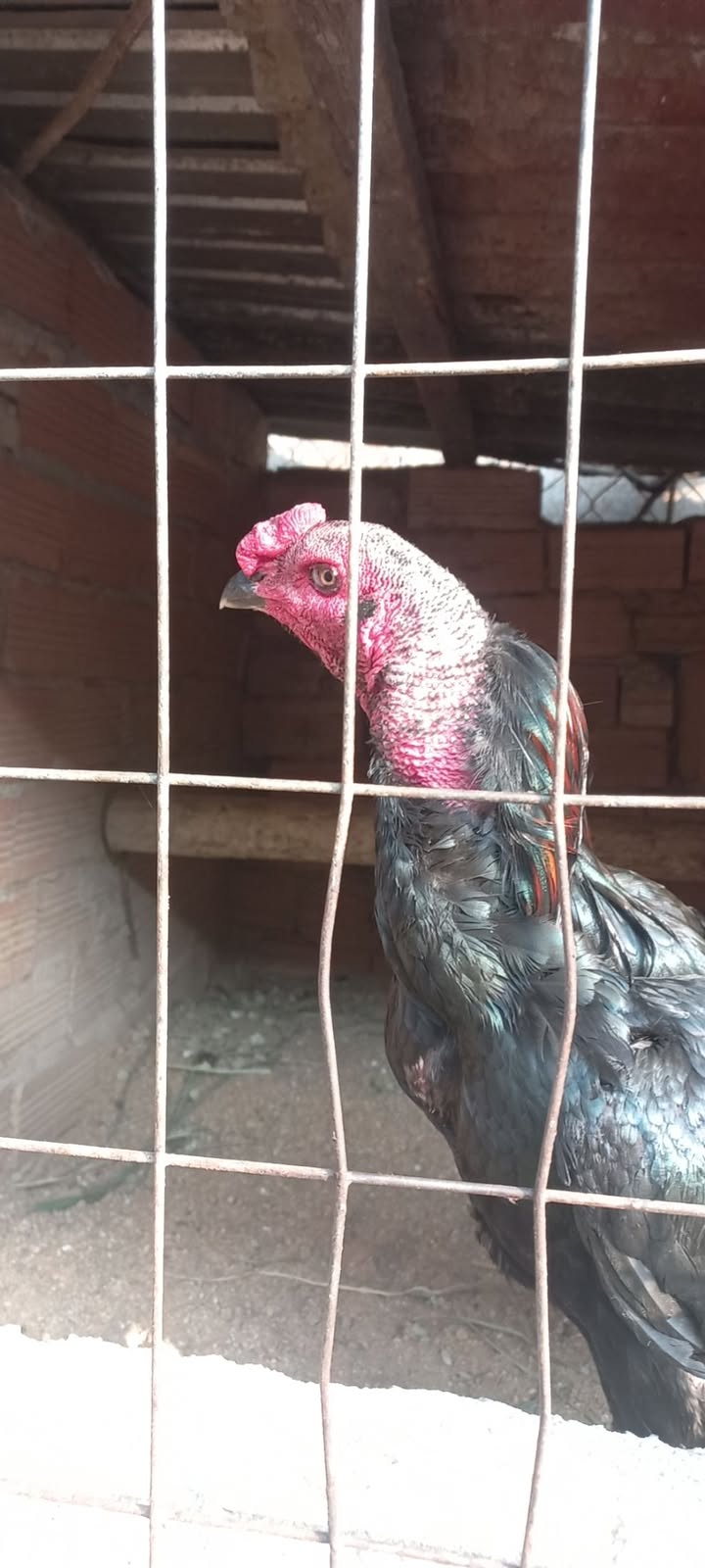 Nhà mặt tiền Quốc lộ 1A, Bình Minh, Trảng Bom, 300m² - Sổ đỏ chính chủ!