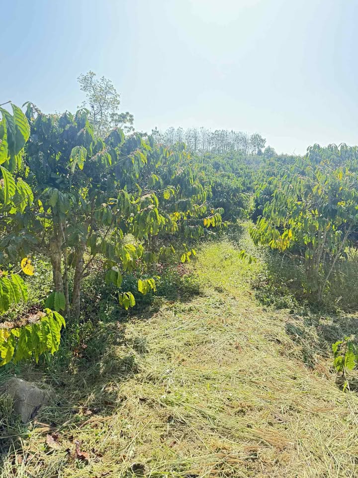 Đất Farm Đan Phượng 20.000m² giá chỉ 1 tỷ - Cơ hội đầu tư sinh lời!