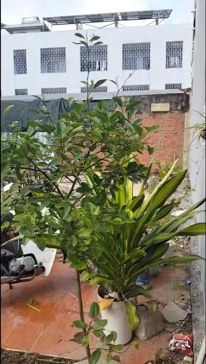 Đất kiệt xe tải Trần Huy Liệu, Cẩm Lệ, 61m² giá 3.29 tỷ - Đầu tư sinh lời ngay!