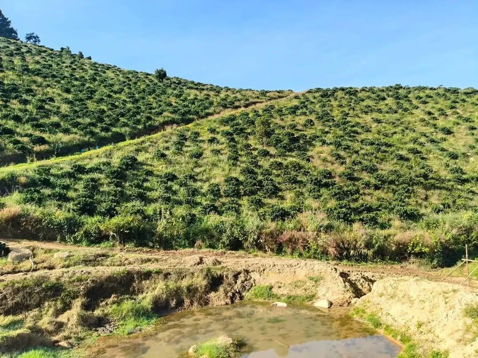 Đất Farm Xã Phi Tô 1.2ha giá 2.6 tỷ - Tiềm năng đầu tư lớn!