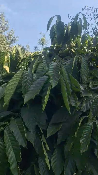 Farm Đắk Lao Đắk Mil 1800m² giá 1.25 tỷ - Đầu tư sinh lời hấp dẫn!