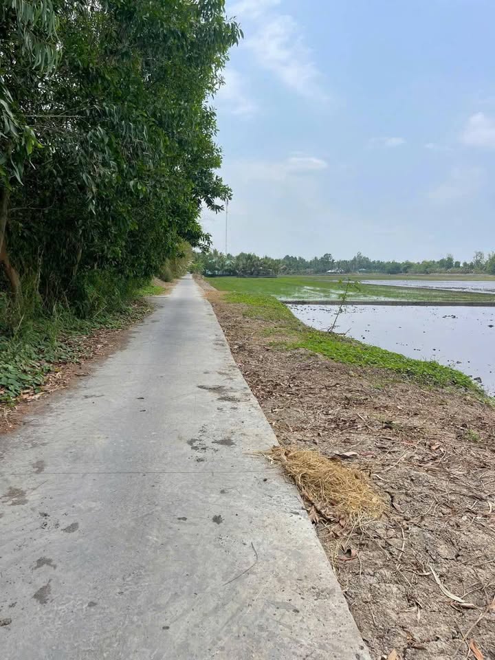 Đất nền 1200m² Phường Long Mỹ, TP Cần Thơ giá chỉ 290 triệu - Sổ hồng riêng, lộ ô tô!