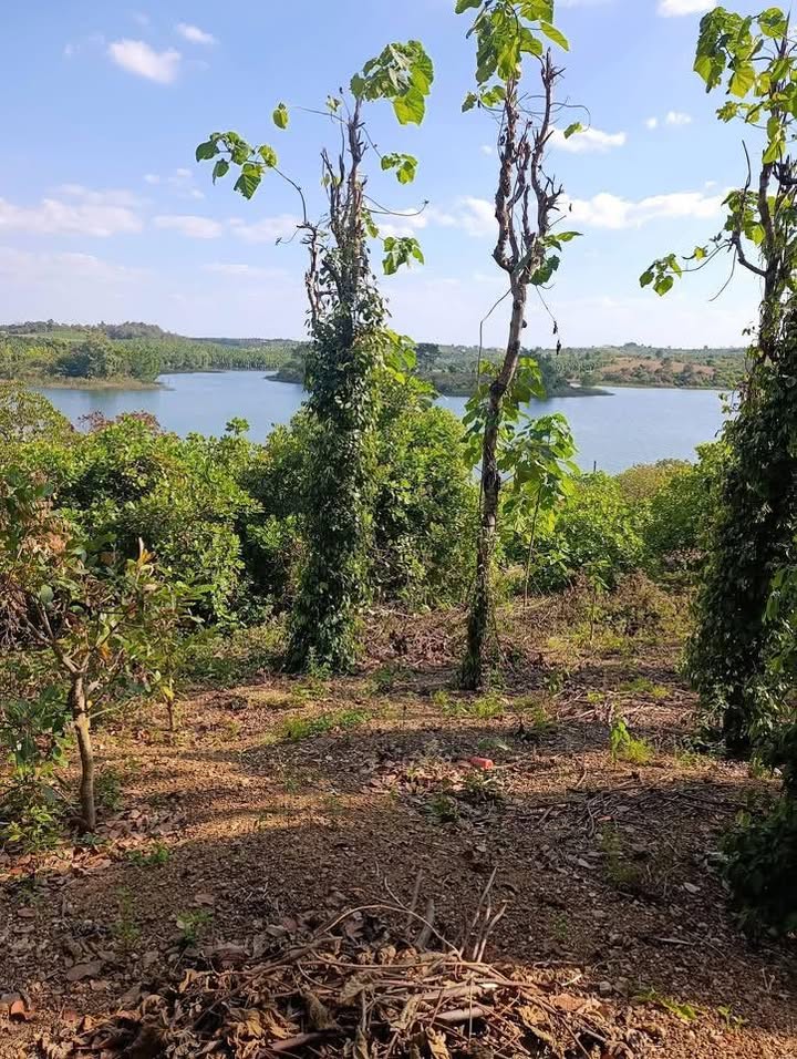 Đất rẫy 1,4ha tại thôn 9 Đắk Wil - Giá chỉ 1,8 tỷ, thương lượng ngay!