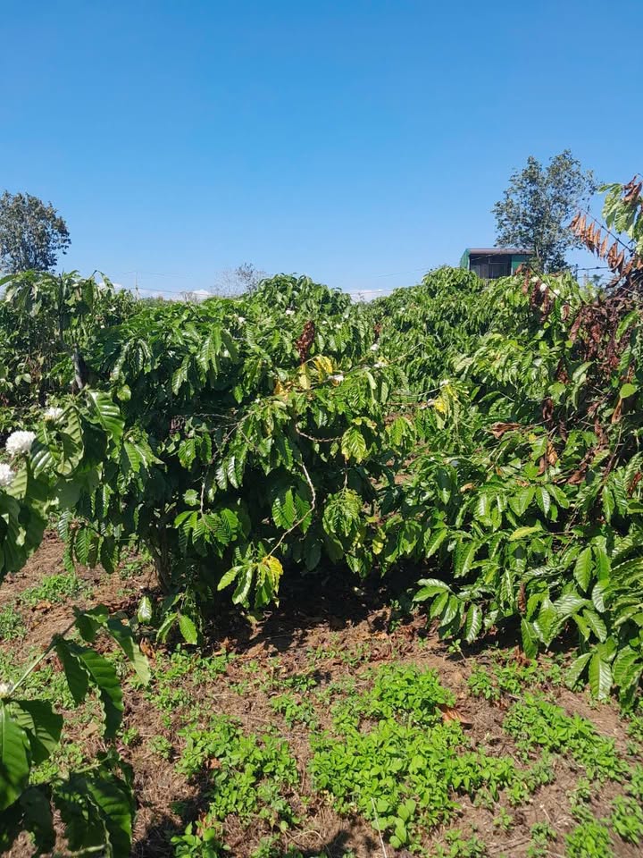 Farm 1,3ha tại Hóc Môn - Đường 60m - Giá tốt 2,5 tỷ