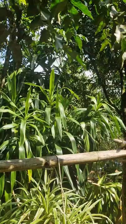 Lô đất thổ cư 150m² tại xã Kiên Thọ, Ngọc Lặc chỉ 90 triệu - Cơ hội đầu tư hấp dẫn!