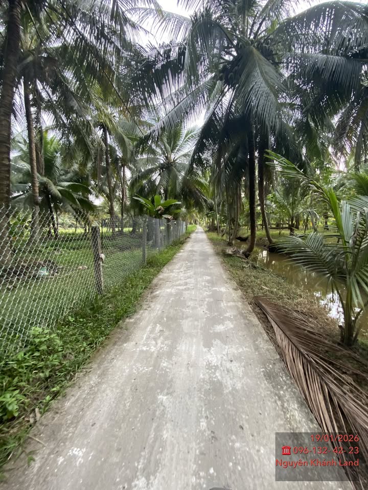 Đất nền xã Tam Phước, huyện Châu Thành, Bến Tre 712m² - Giá chỉ 999 triệu!