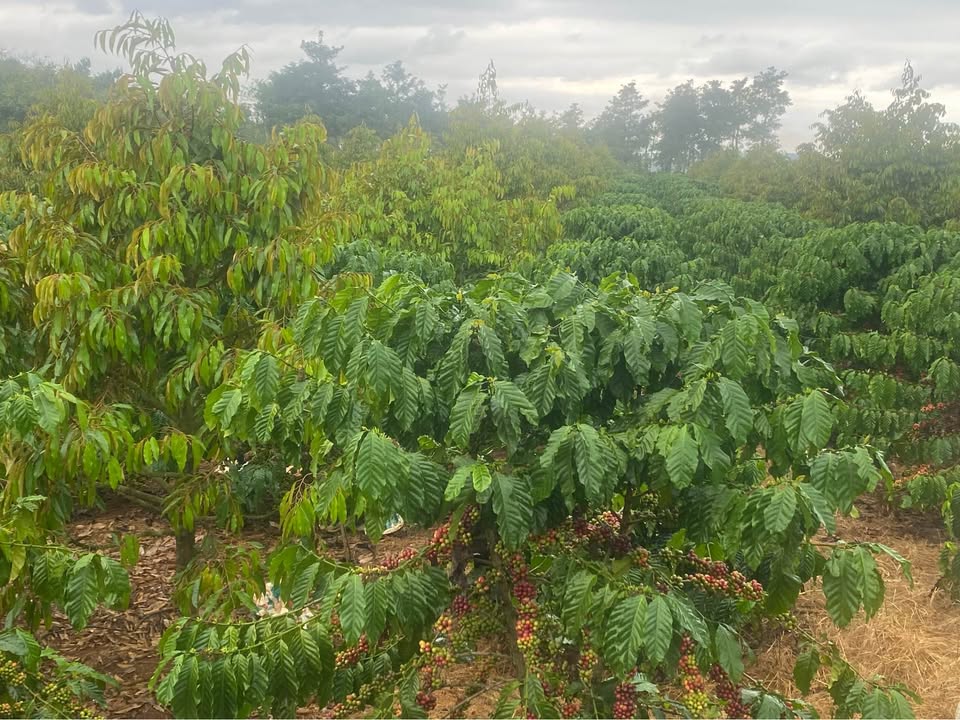 Đất thổ cư 20.000m² tại Xã Tân Hà, Huyện Lâm Hà, giá 18 tỷ - Đầu tư lý tưởng!