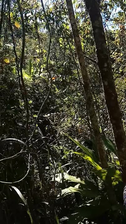 Đất Farm Ngọc Linh, Đắk Glei, 2ha giá chỉ 299 triệu - Cơ hội đầu tư hấp dẫn!