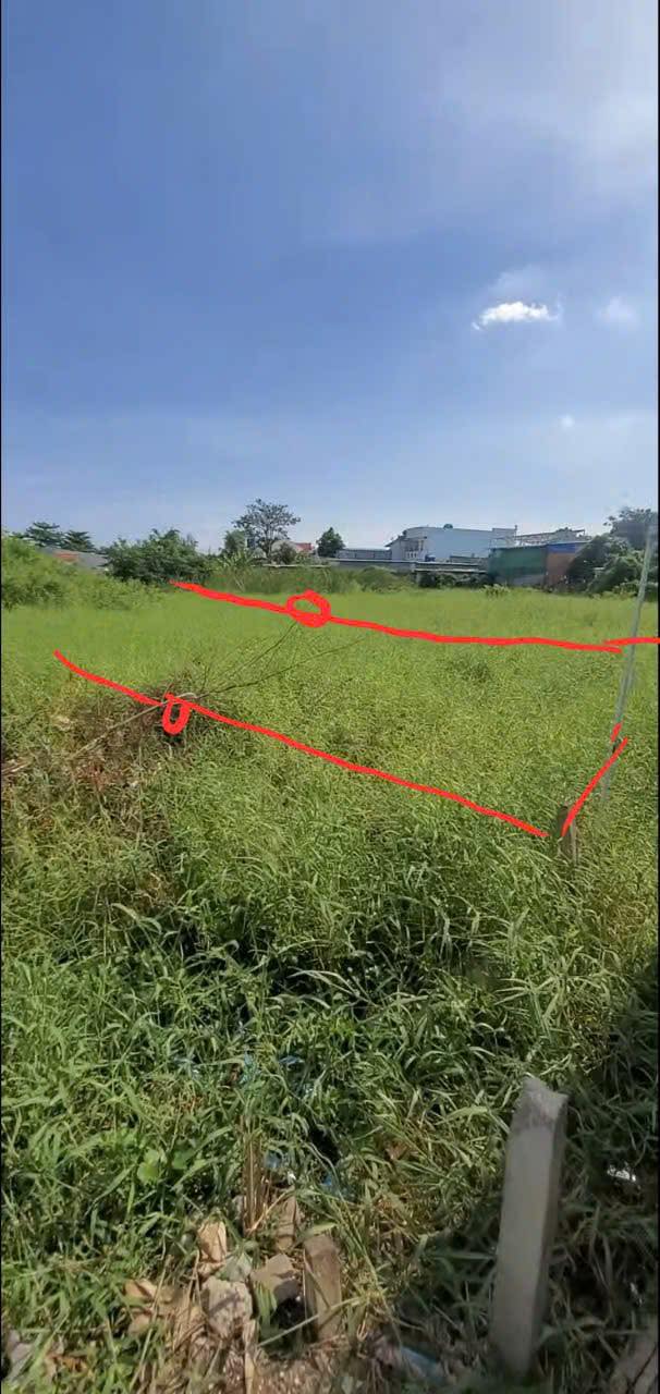 Đất Lúa 814m² Khu Phố 3 Cần Giuộc - Giá Chỉ 1.9 Tỷ, Thương Lượng Ngay!