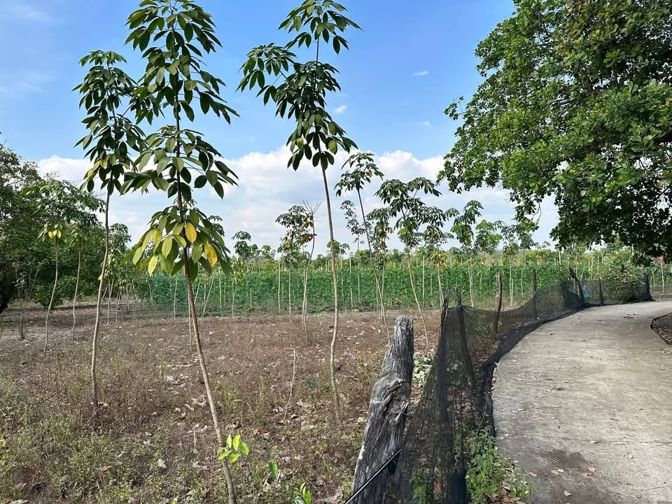 Farm đẹp tại xã Thanh Hòa, Huyện Bù Đốp 7465m² giá chỉ 969.45 triệu - Đầu tư sinh lời ngay!