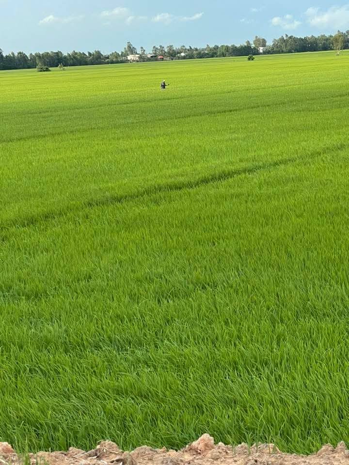 Đất nông nghiệp 12.000m² tại Tân Công Sính, Tam Nông, giá chỉ 1.44 tỷ - Cơ hội đầu tư hấp dẫn!