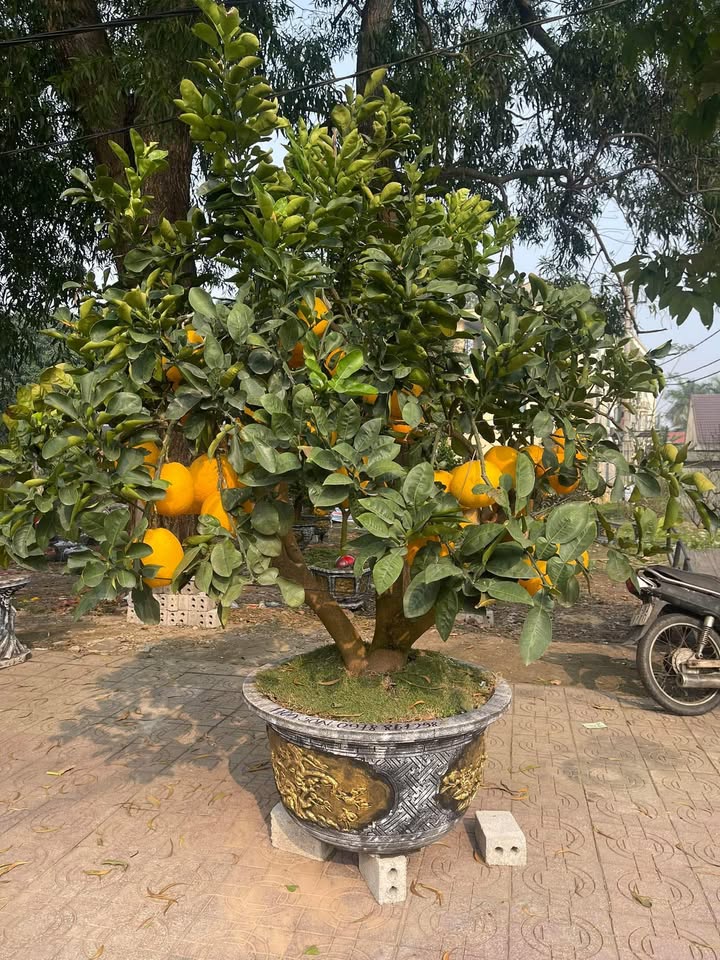 Đất tái định cư Đan Trường, 160m² giá thỏa thuận - Hướng Đông đón tài lộc!