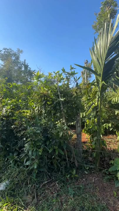 Đất thổ cư 100% Đắk Mil 1000m² giá 13 tỷ - Cơ hội đầu tư hấp dẫn!