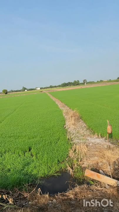 Đất nông nghiệp 20,000m² xã Tân Hiệp, Thạnh Hóa giá 3.5 tỷ - Mặt tiền lộ đá xanh ô tô vào tận nơi!