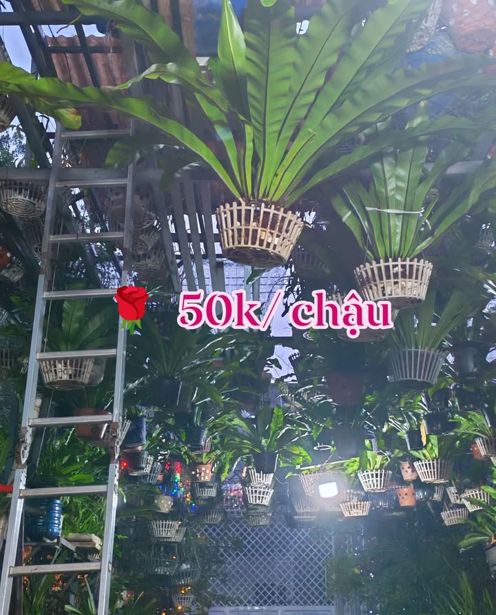 Đất Nông Nghiệp Vinhome Hóc Môn 5500m² giá chỉ 27.5 tỷ - Đầu tư tiềm năng!