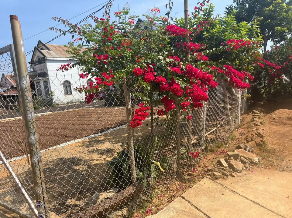 Đất 2 mặt tiền Đinh Trang Hòa, Di Linh 150m² giá 1 tỷ - Cơ hội đầu tư tuyệt vời!