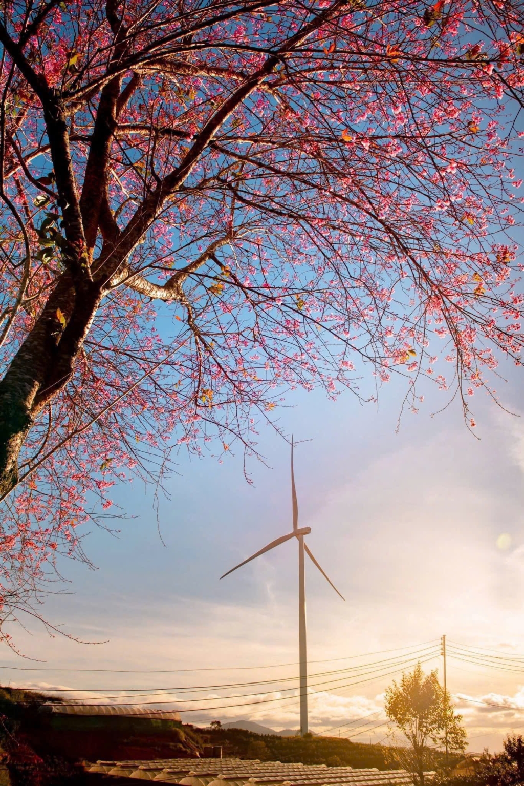 Đất 2 mặt tiền tại Đà Lạt 222m² giá 950 triệu - Cơ hội vàng đầu tư!