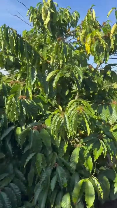 Farm Đan Phượng, Lâm Hà 10.000m² giá 5.4 tỷ - Cơ hội đầu tư hấp dẫn!