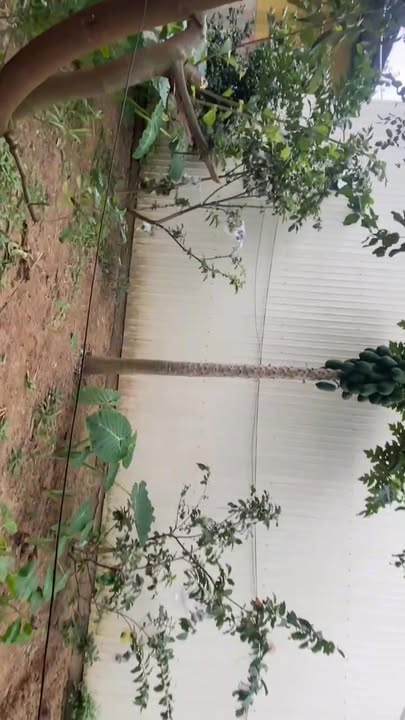 Nhà riêng 300m² tại ngã 4 Ba La Nghĩa Dõng chỉ 2.2 tỷ - Tiềm năng lớn cho quán cafe!