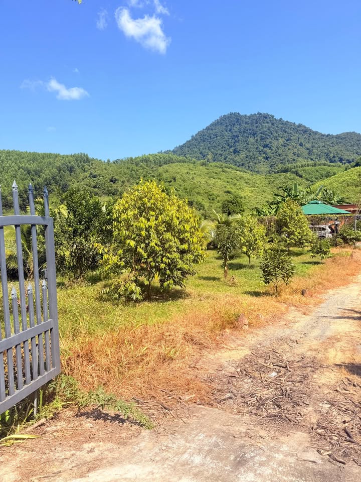 Đất có nhà tại Khánh Trung 1.100m² - Vườn cây ăn trái phát triển tốt!