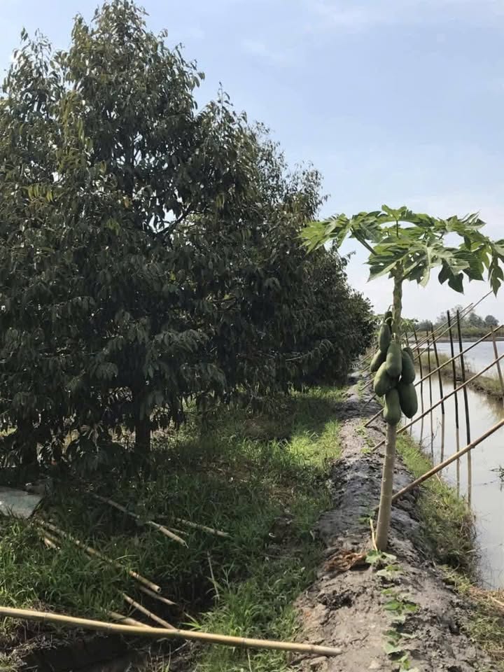 Đất vườn 14.000m² tại xã Phú Hữu, giá chỉ 4.62 tỷ - Đầu tư sinh lời ngay!