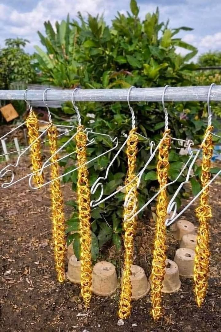 Dãy trọ Khu phố Đông Ba, Bình Hòa 165m² giá 4 tỷ - Đầu tư sinh lời ngay!