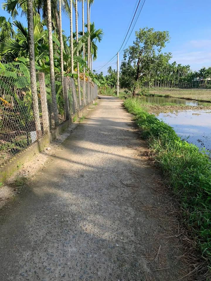 Đất trồng cây 1000m² tại Phú Văn, Nghĩa Trung - Giá tốt, không thể bỏ lỡ!