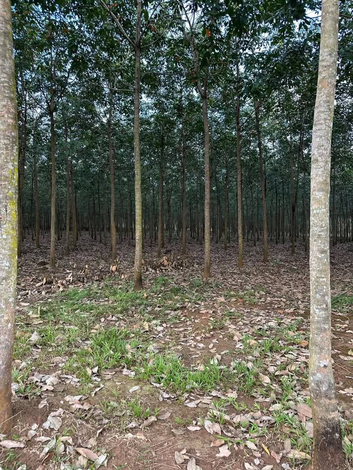 Đất nông nghiệp 1ha tại Đa Kia, Bù Gia Mập giá 2.5 tỷ - Đầu tư sinh lời ngay!