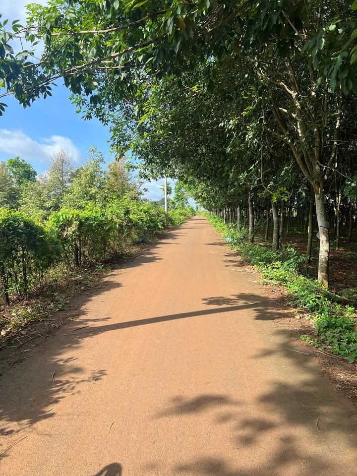 Đất nền thổ cư 3 sào tại Xã Ngãi Giao, Huyện Châu Đức - Giá chỉ 5 tỷ