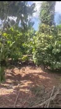 Farm tại xã Đắk Sắk, Đắk Mil 1440m² giá 1.2 tỷ - Đầu tư tiềm năng!