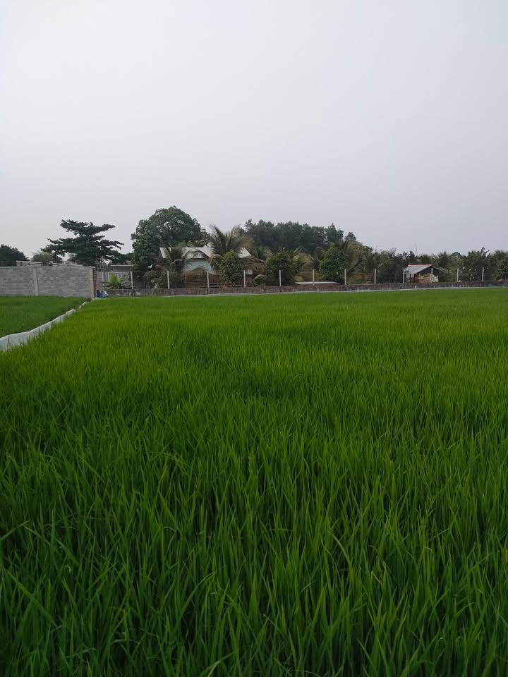 Đất nền Hòa Lân, Thuận Giao 313m² giá thỏa thuận - Đầu tư sinh lời ngay!