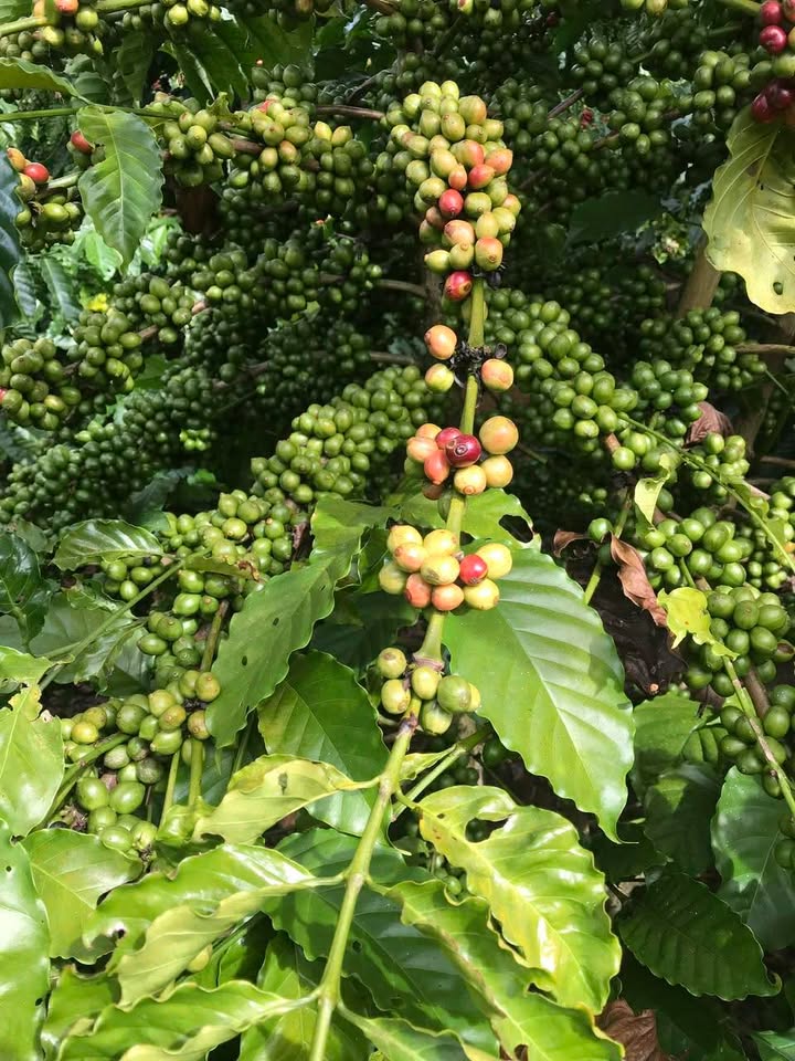 Đất nền 864m² thôn 8 Gia Hiệp 1.4 tỷ - Đường bê tông tận vườn, giá tốt hiếm có!