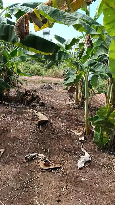 Đất thổ cư Ấp 6 Sông Trầu Cũ 96m² giá 690 triệu - Sổ đỏ chính chủ!