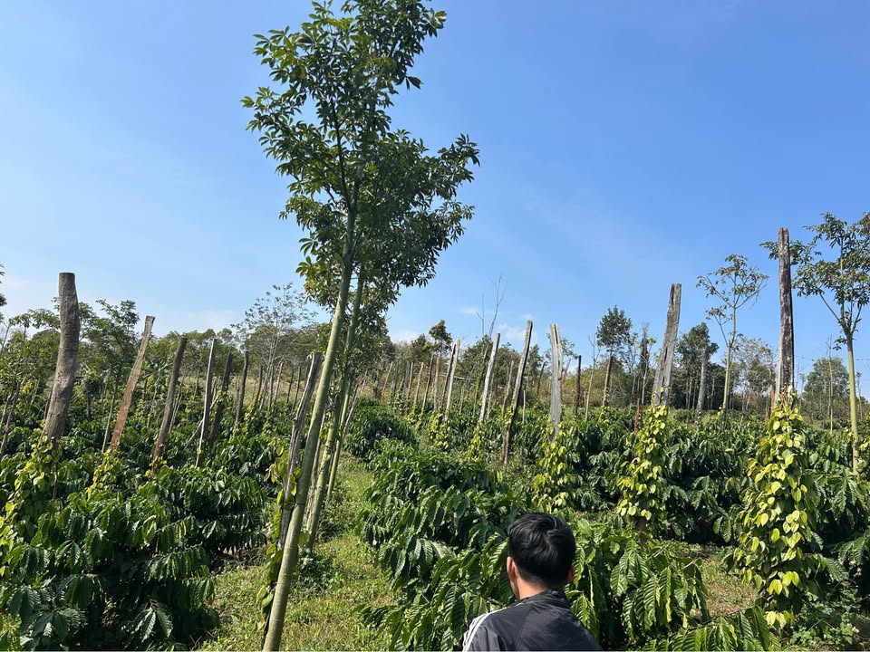 Đất nông nghiệp tại Đức Minh, Đắk Mil 22,720m² - Giá mềm nhất khu vực!