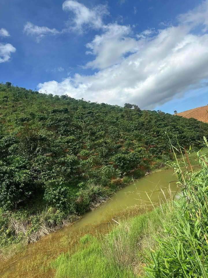 Mảnh vườn cà phê 1ha tại Đam Rông giá 660 triệu - Cơ hội vàng cho nhà đầu tư!