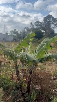 Đất nền kinh doanh mặt tiền Tỉnh lộ 10, Huyện Cư Kuin, 470m² - Giá tốt thương lượng!