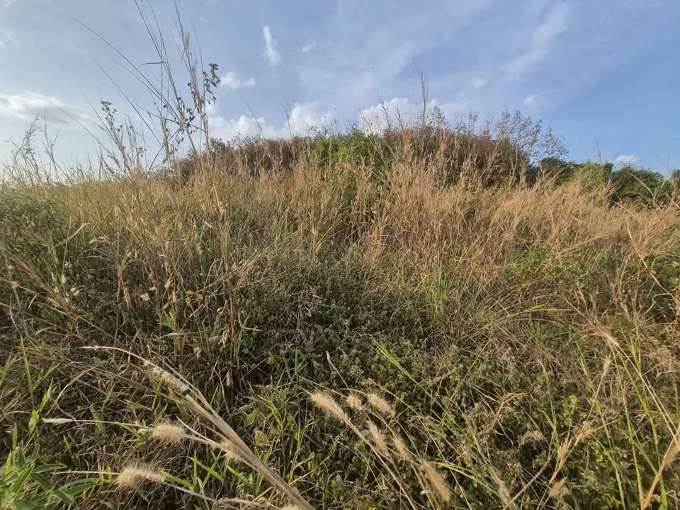 Đất nền 6.7 sào tại xã Đức Liễu, Bù Đăng, giá chỉ 5 tỷ - Cơ hội đầu tư hiếm có!