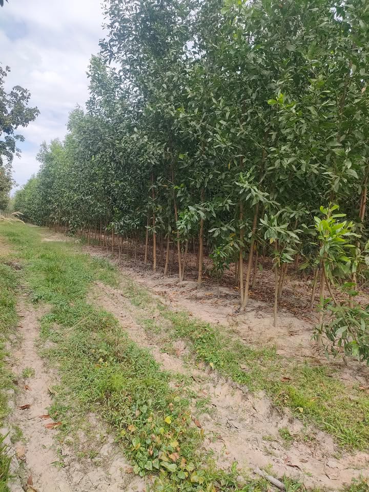 Đất nền Ấp Thạnh Lợi, Tây Ninh 5300m² giá 550 triệu - Cơ hội đầu tư hiếm gặp!