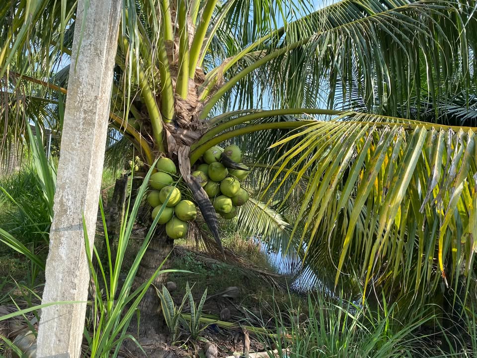 Đất công 4000m² tại Tân Bình, Châu Thành, Đồng Tháp - Đầu tư sinh lời ngay!