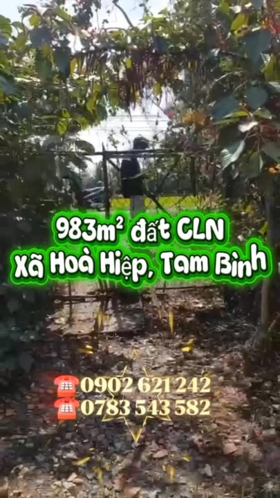 Đất vườn Hòa Hiệp, Tam Bình 925m² giá 900 triệu - Pháp lý rõ ràng