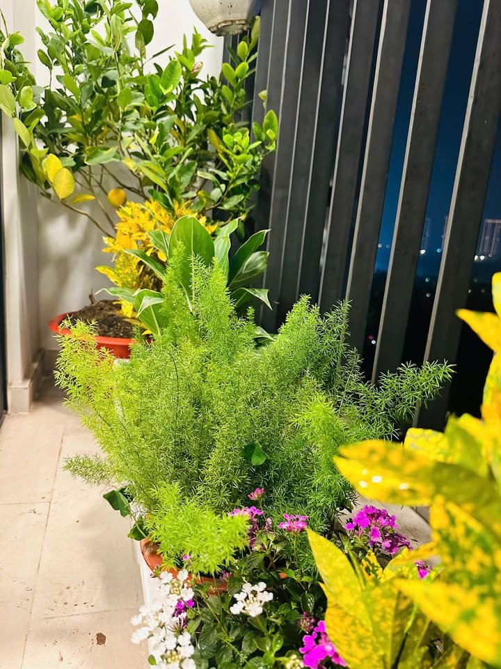 Căn hộ Aquabay Hưng Yên 58m² giá 3.8 tỷ - Full nội thất sang trọng