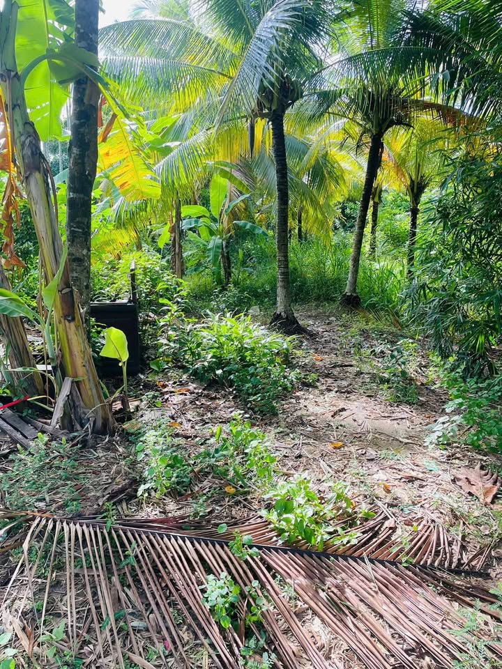 Đất nền 190m² tại Phường Châu Văn Liêm, Quận Ô Môn - Sổ hồng chính chủ, giá thỏa thuận!