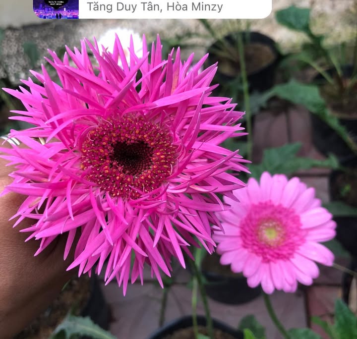 Đất nông nghiệp 1000m² Thới Hòa B, Long Hưng, 650 triệu - Cơ hội đầu tư hấp dẫn!