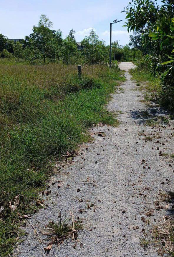 Đất vườn Bình Hiệp, Bình Sơn 1.200m² giá chỉ 700 triệu - Đầu tư sinh lời ngay!