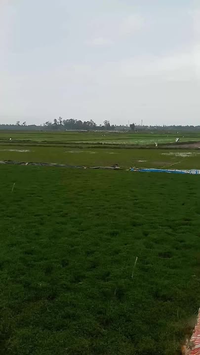 Đất nền phường Hòa Hương, Tam Kỳ 700m² giá thỏa thuận - Cơ hội đầu tư hấp dẫn!