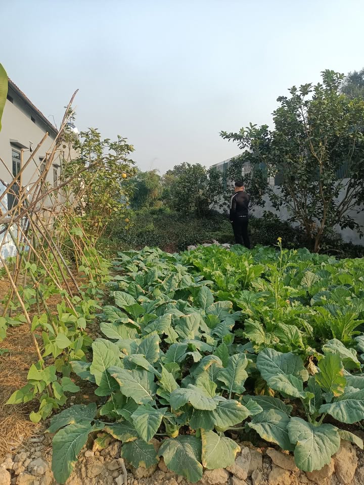 Đất thổ cư 150m² xã Yên Sơn Tuyên Quang giá 1 tỷ - Cơ hội đầu tư hấp dẫn!