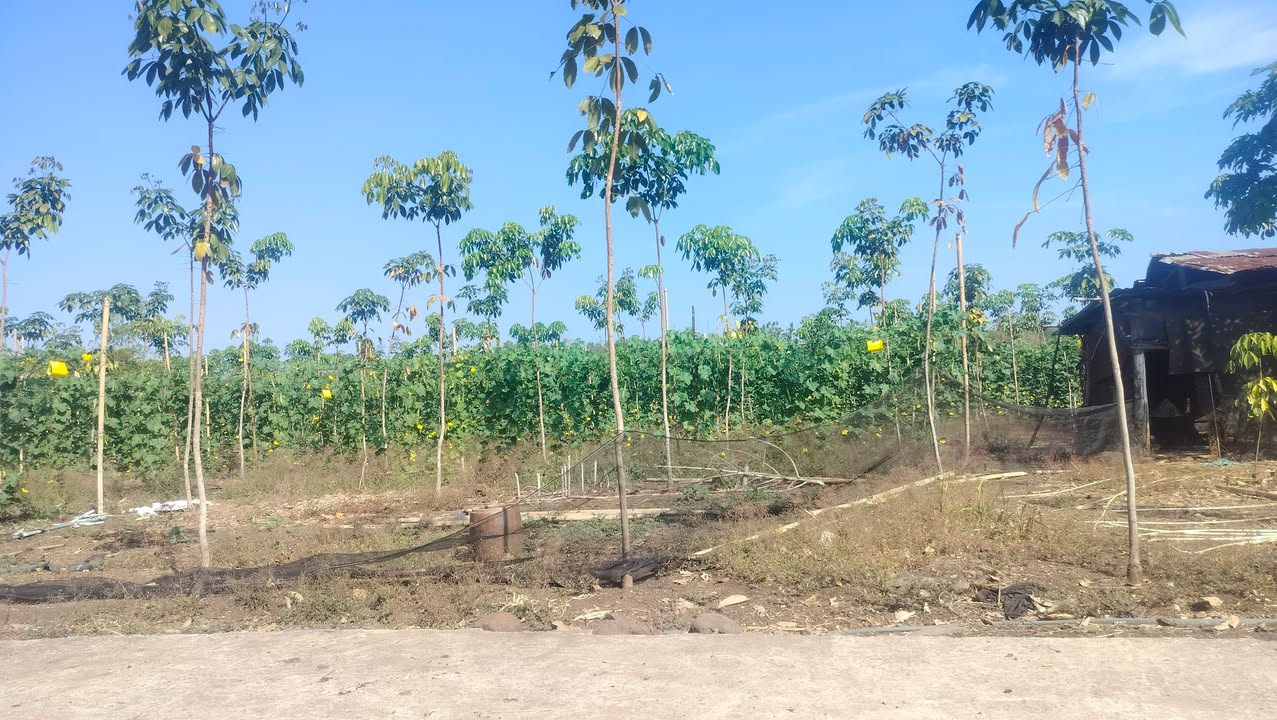 Đất Farm 7465m² tại ấp 5, Thanh Hòa, Bù Đốp - Giá chỉ 32.3 tỷ VND