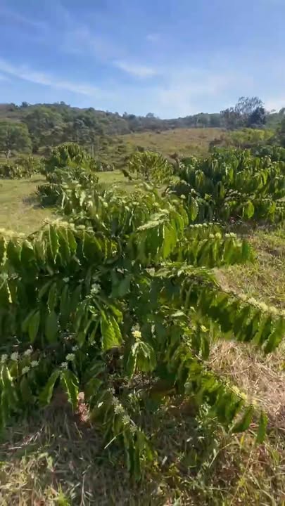 Đất nông nghiệp 2,26ha tại Bù Đăng, Bình Phước - Giá 3.5 tỷ, cơ hội đầu tư hấp dẫn!